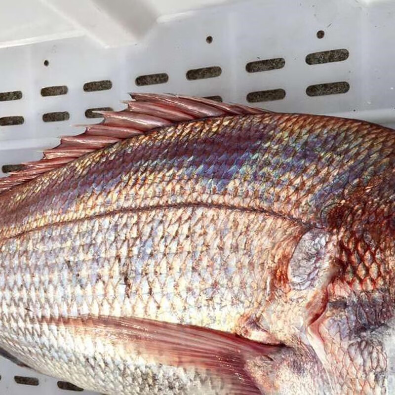 春光岛加吉鱼 鲜活红鲷鱼 新鲜海捕红加吉鱼 日式