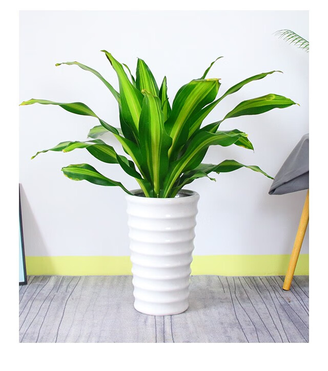 同城配送金心也门铁大型绿植巴西铁室内客厅盆栽大叶植物开业庆典会议