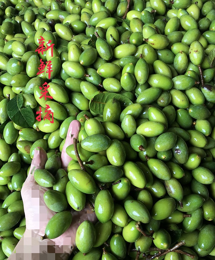 新鲜青橄榄果生吃青果孕妇煲汤水果福建闽清檀香甜橄榄二号果1斤尝鲜