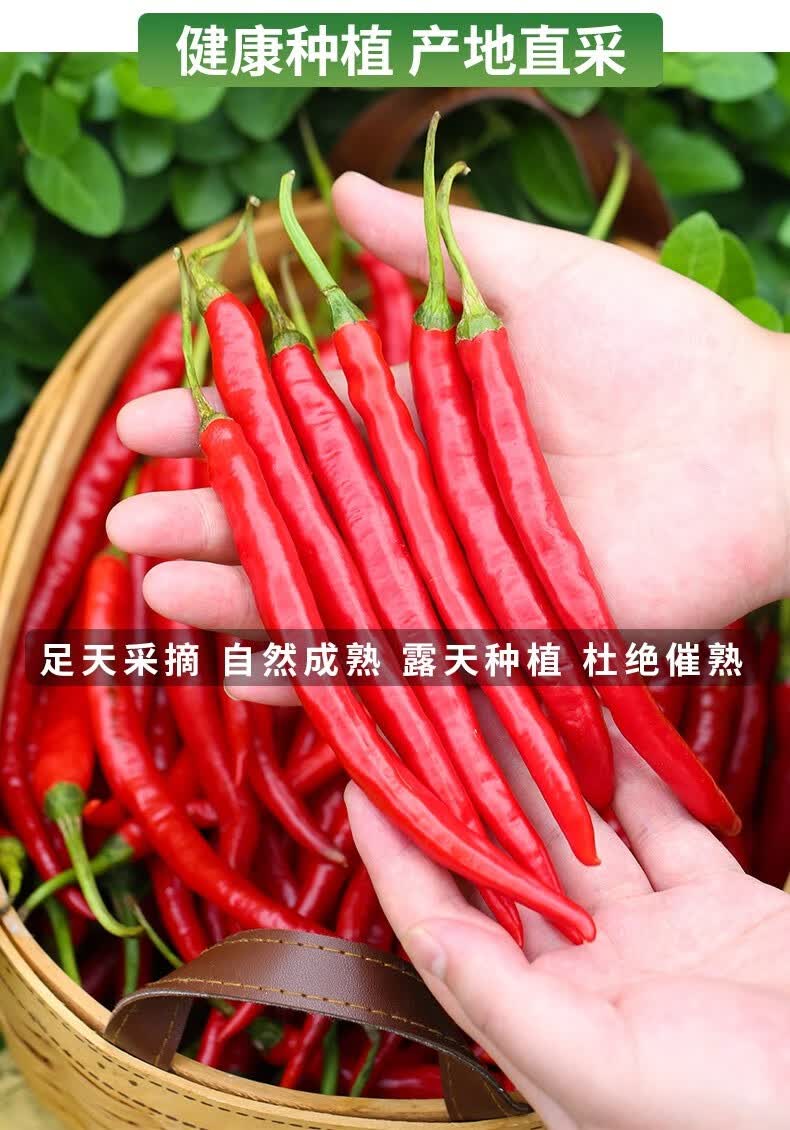 甘果 辣椒 红辣椒 新鲜蔬菜 二荆条辣椒 红海椒尖椒 红椒精选 5斤