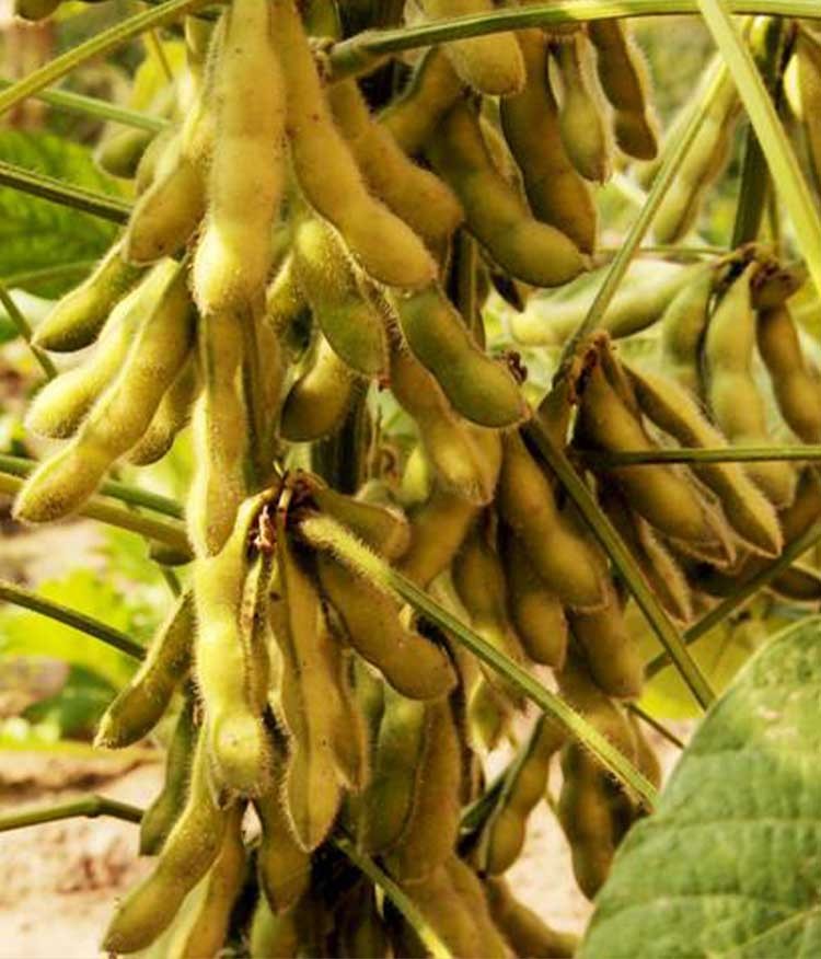 超高产黄豆种子中黄37早熟大粒夏播种植晚熟八月豆100天 中黄37大豆3