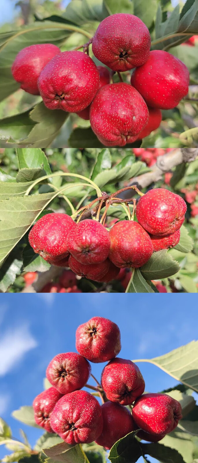 山西特产绛县山楂21年新鲜山楂果大金星新鲜山楂果鲜摘现发新鲜山楂量