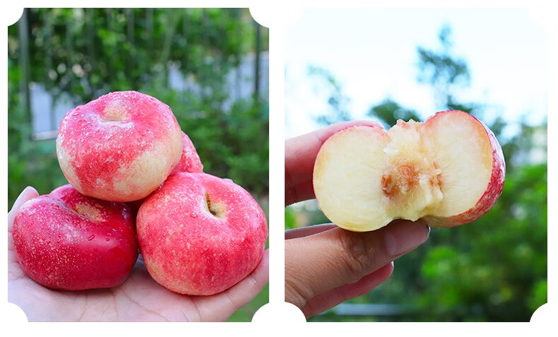 蟠桃新鲜纽扣脆甜扁桃小蟠桃当季整箱 1000g