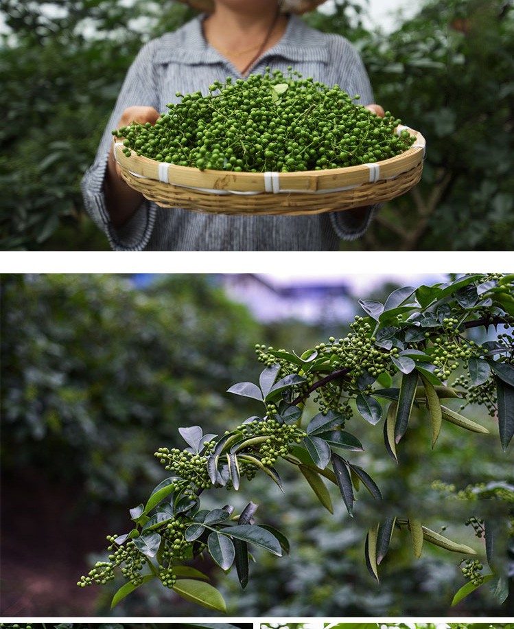 橙伯乐四川特产藤椒新鲜青花椒真空保鲜新花椒生麻椒鲜青藤椒鲜花椒