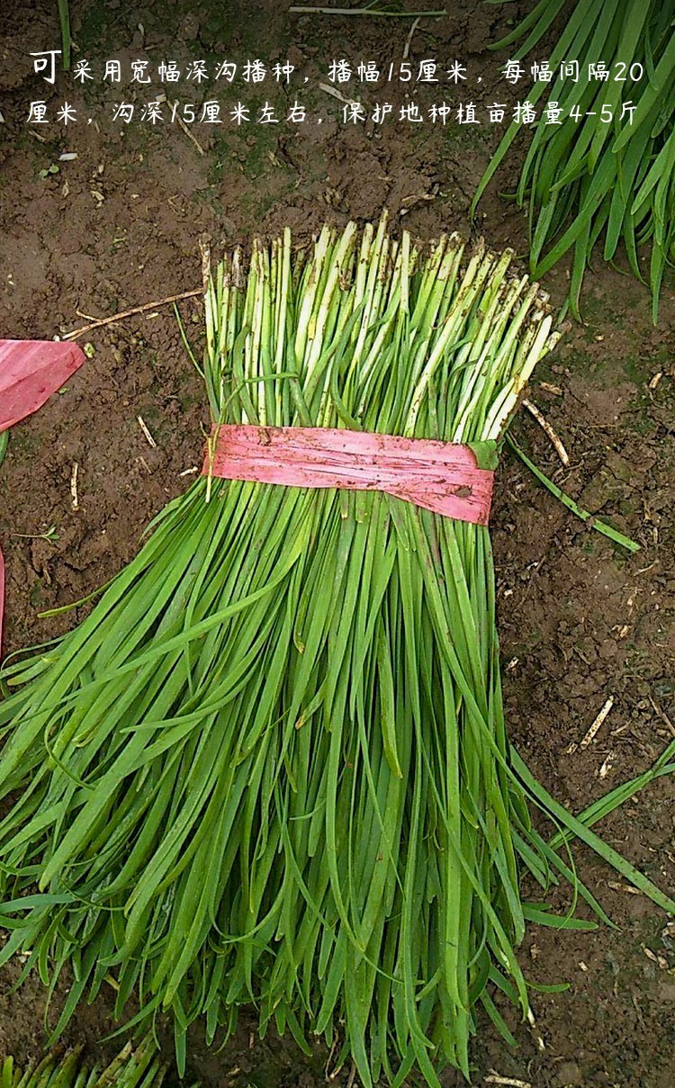 寿禾 韭菜种子细叶韭菜四季青 细叶韭菜种子 20g/2袋【图片 价格 品牌