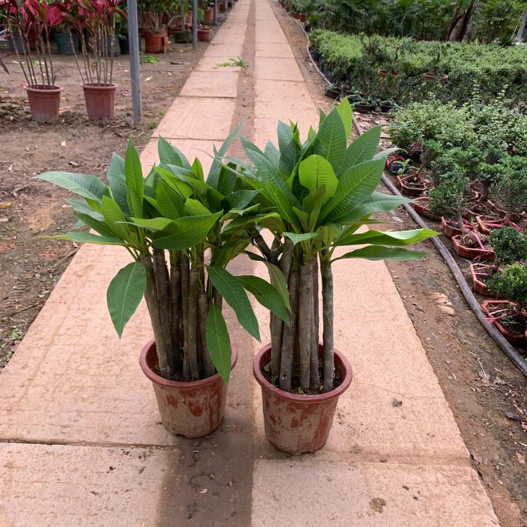 鸡蛋花树苗花卉盆栽缅栀子蛋黄花树鸡蛋花苗庭院植物t0紫色5065厘米
