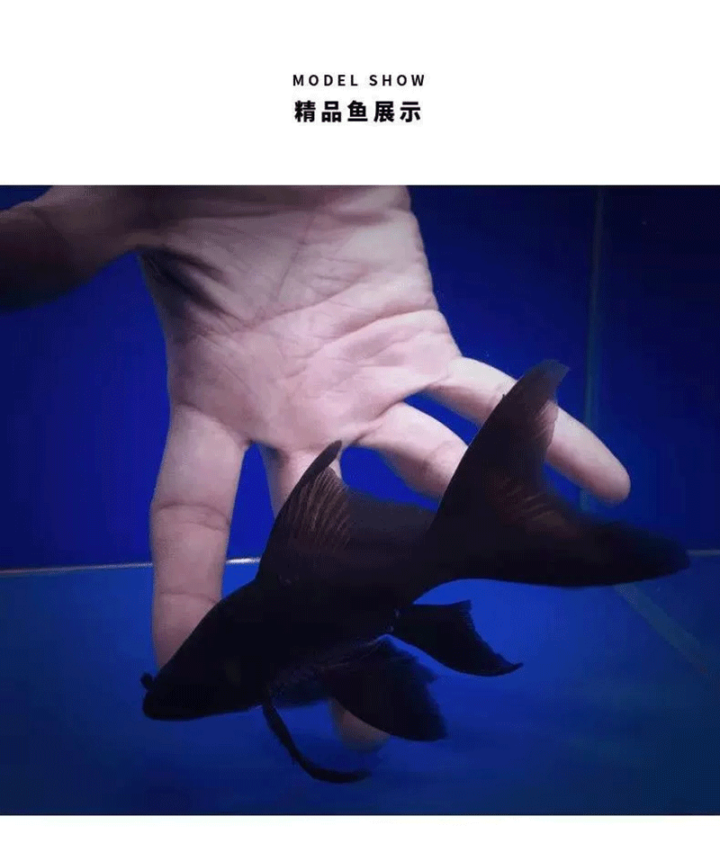 蝴蝶鲤活体活物黑慧星蝴蝶鲤黑金锦鲤镇宅风水鱼黑色纯种长短尾冷水易