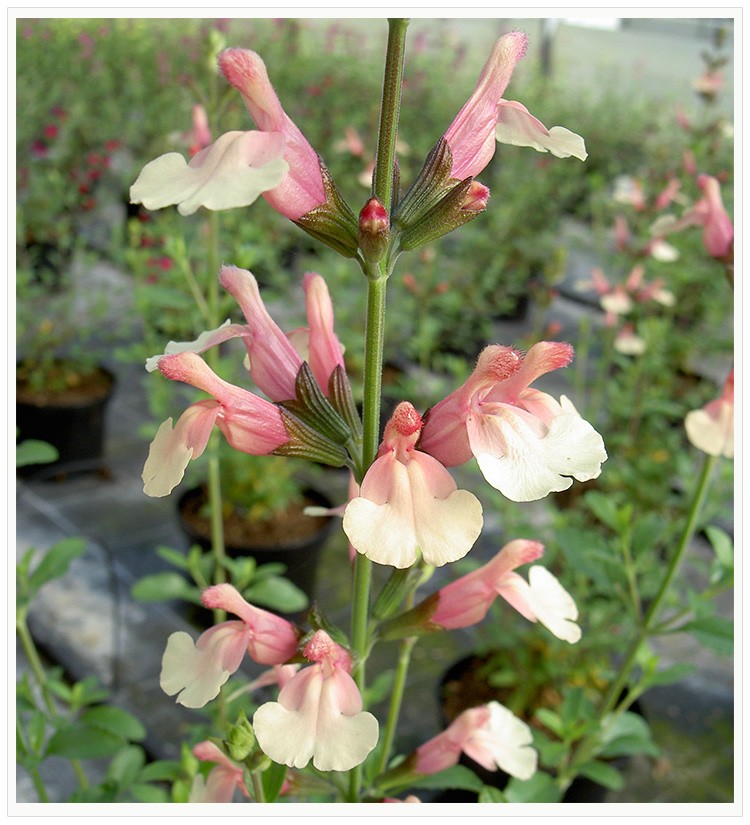 可阳台庭院盆栽四季种 易种 花量多 鼠尾草深蓝3株【7cm杯苗】株高1