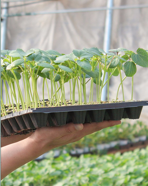 育苗穴盘蔬菜播种营养钵西瓜辣椒育苗托盘塑料长方形加厚苗盆 加厚32