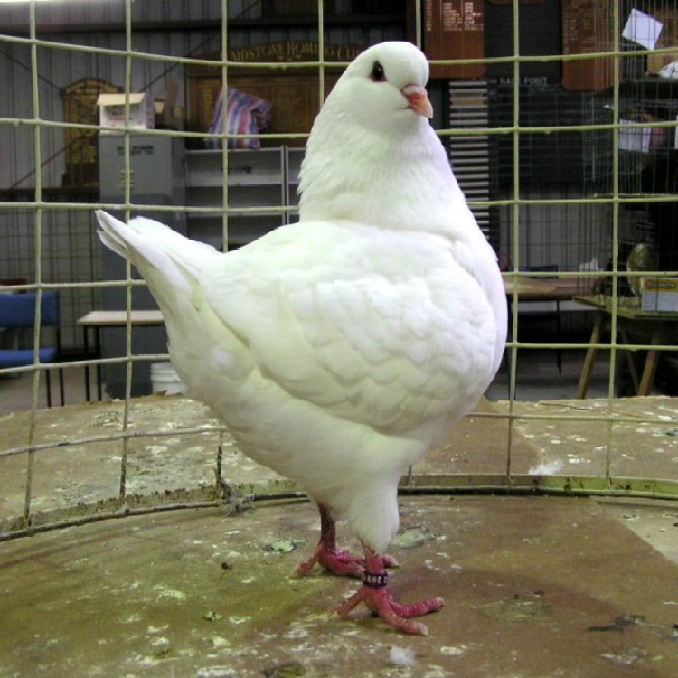 巨型纯种元宝鸽大体鸽子特大活物一对活体种鸽可养肉鸽下蛋 黑元宝