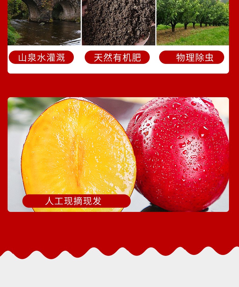 洲鸡心李子 当季新鲜水果 鲜李子 澳大利亚水果 高甜 4斤 家庭尊享版