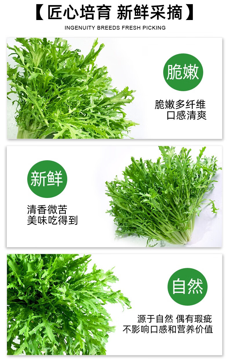 新鲜苦菊苦细叶生菜狗牙菜苦苣西餐蔬菜沙拉食材2斤