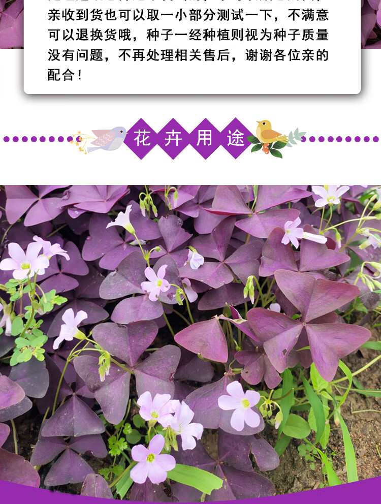 种子官方旗舰店商品编号:10062092990380商品名称:百支草  紫叶酢浆草