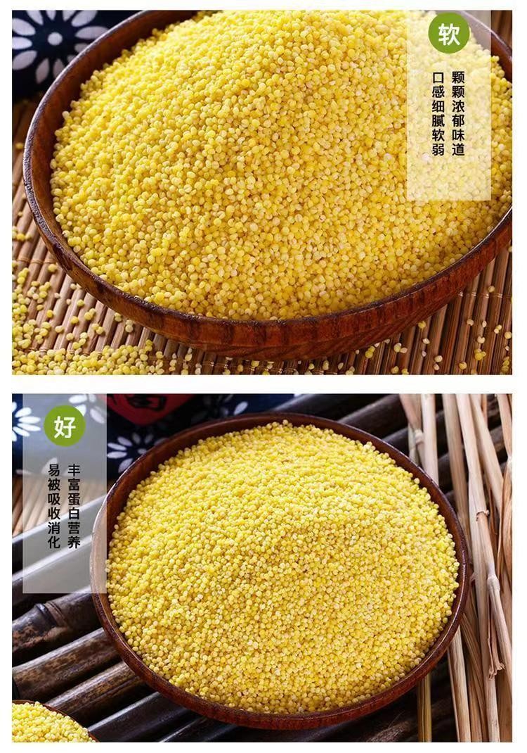 乡徒 垛庄镇圣水泉村 当季新鲜小米5斤 懂东东 助农直播专链 圣水泉村