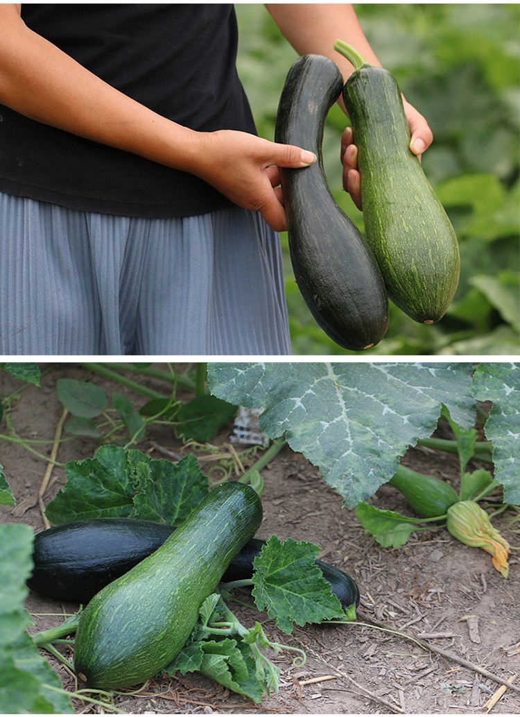 新鲜嫩南瓜嫩倭瓜小窝瓜北方现摘青绿皮长南瓜农家包饺子蔬菜 3斤