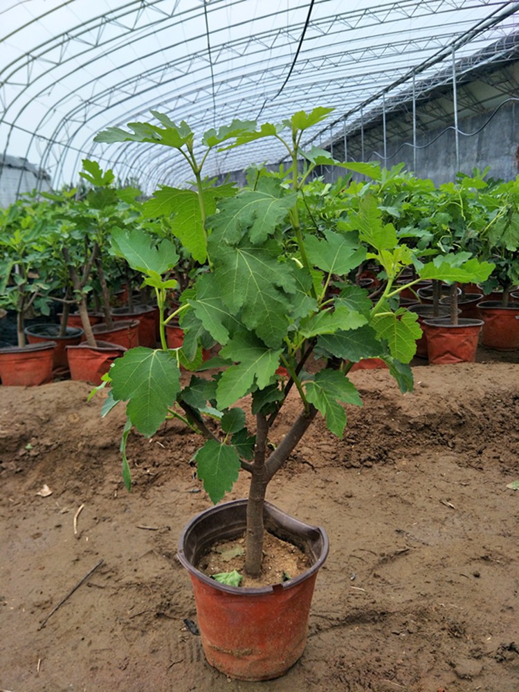 盆栽无花果树果苗矮化苗波姬红南方北方种植室内阳台当年结果带原土带