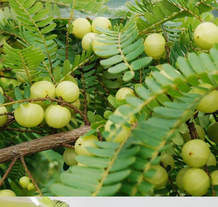 傣乡水蜜冷冻油甘汁油柑果汁霸气玉油柑汁 余甘子汁余柑汁饮料鲜榨 茉