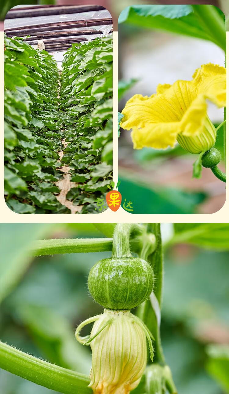 贝贝南瓜板栗味贝贝小南瓜新鲜蔬菜日本老瓜正宗粉糯南瓜 整箱5个装