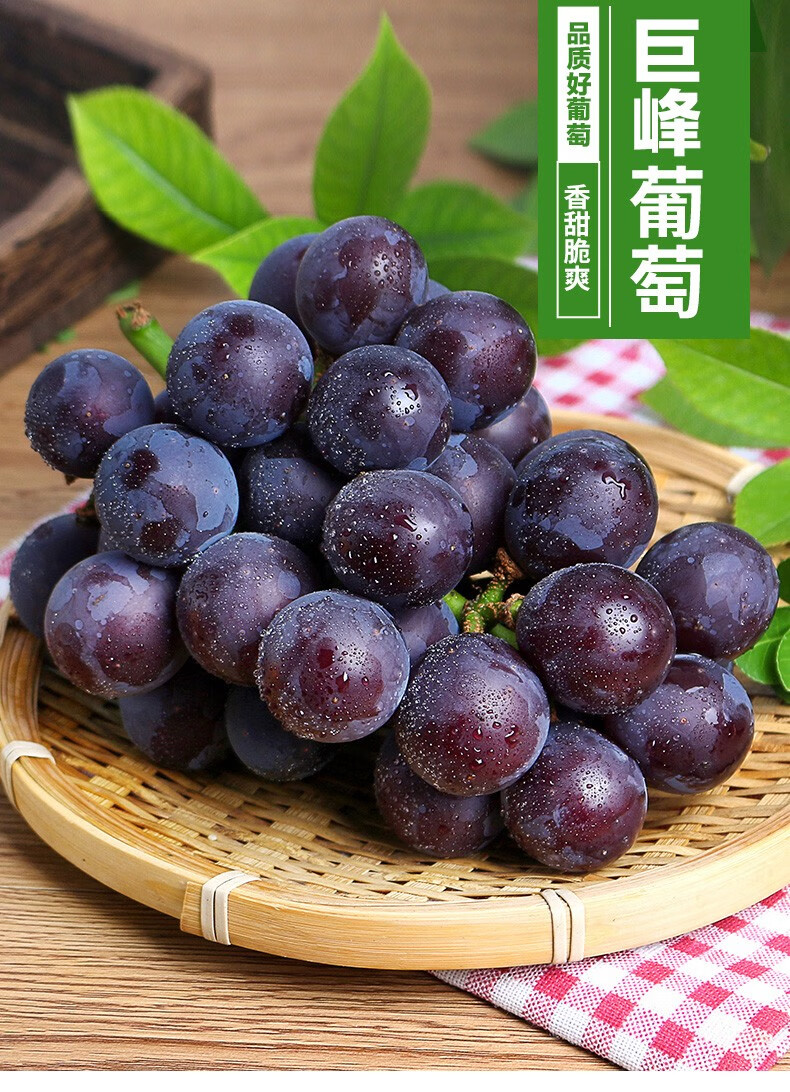 青尊园 辽宁巨峰葡萄新鲜水果现摘大颗粒孕妇葡萄当季整箱 一串约1.