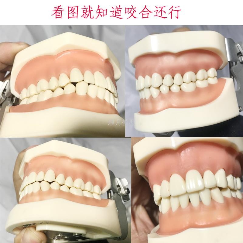 口腔仿真头模树脂牙粒备牙标准考试专用牙模离体牙开髓牙齿牙模型
