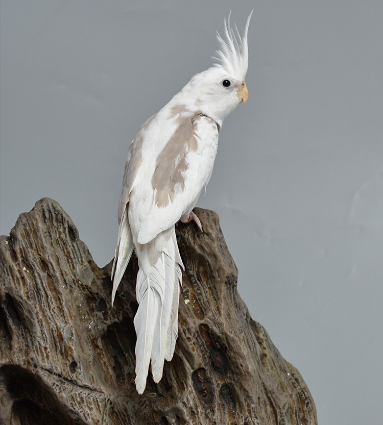 闽笼特色玄凤鹦鹉高端活鸟活物鸟粮鸟笼手养幼鸟活体亲人观赏宠物白子