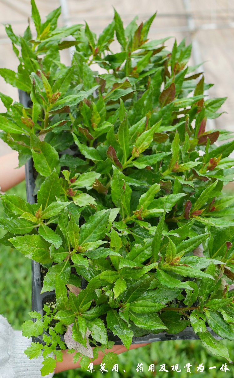 寿禾紫背天葵苗紫背菜耐热蔬菜苗秋冬季寿光明月草秧苗苗子紫背菜带根