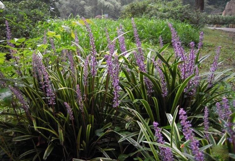 金边麦冬草阔叶苗耐阴耐寒四季常青庭院盆栽植物常绿矮麦冬 100颗金边
