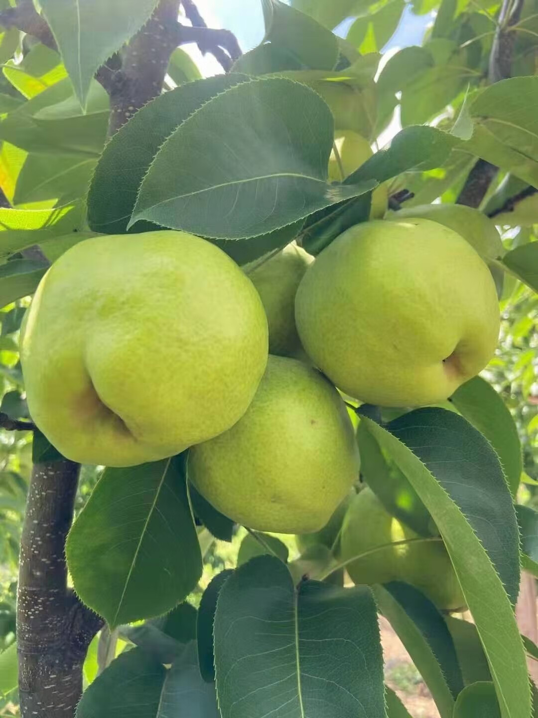 宾川蜂糖梨 正宗云南大梨子 高山蜂糖梨 丑梨 当季新鲜水果 脆甜多汁