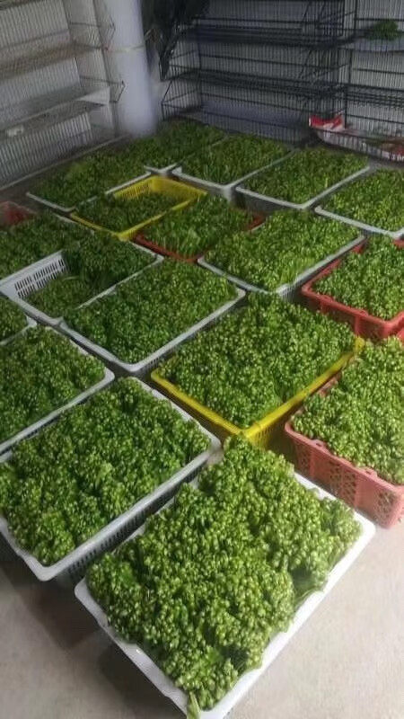 青樱红荔【顺丰】新鲜台湾山苏 台湾山苏叶 酒店特色菜 山苏菜鸟巢蕨