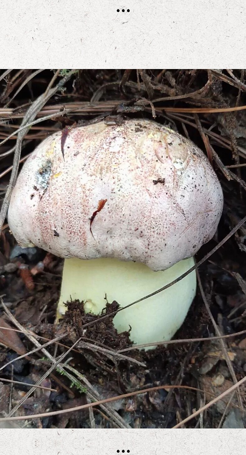 顺丰空运头茬野生新鲜牛肝菌红葱牛肝菌食用新鲜蘑菇见手青云南特产白