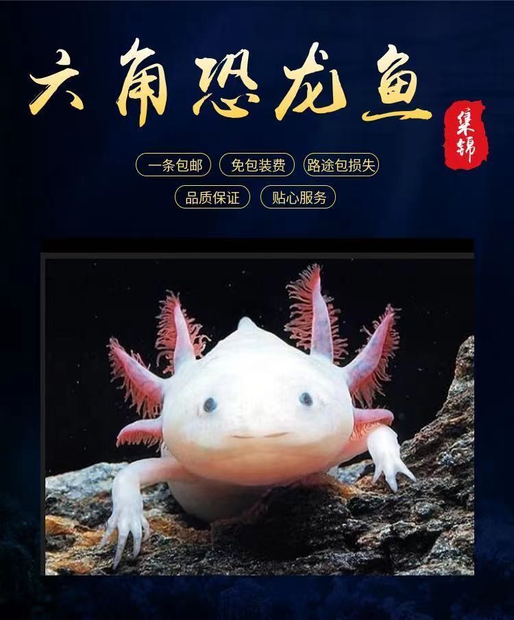 8-11厘米 (组合)1白玉龙 1黄金龙