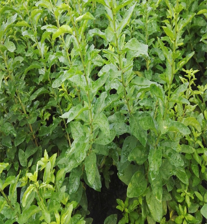 新鲜枸杞叶1斤枸杞菜上汤菜露天菜园蔬菜健康轻食新鲜蔬菜发顺丰