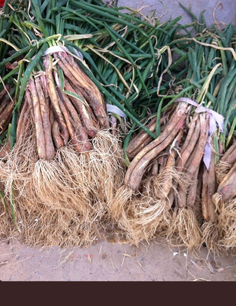 陕北红葱新鲜 正宗山地旱地红皮葱丝去叶去须 锅炖羊肉去腥调料调味品