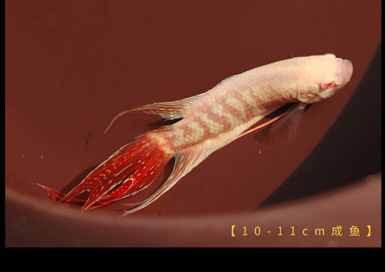 斗鱼活体活鱼鸿运白兔国斗鱼好养耐活淡冷水宠物鱼家养办公水族馆观赏