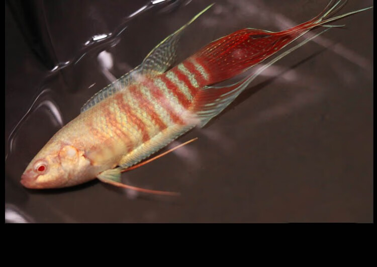 斗鱼活体活鱼鸿运白兔国斗鱼好养耐活淡冷水宠物鱼家养办公水族馆观赏