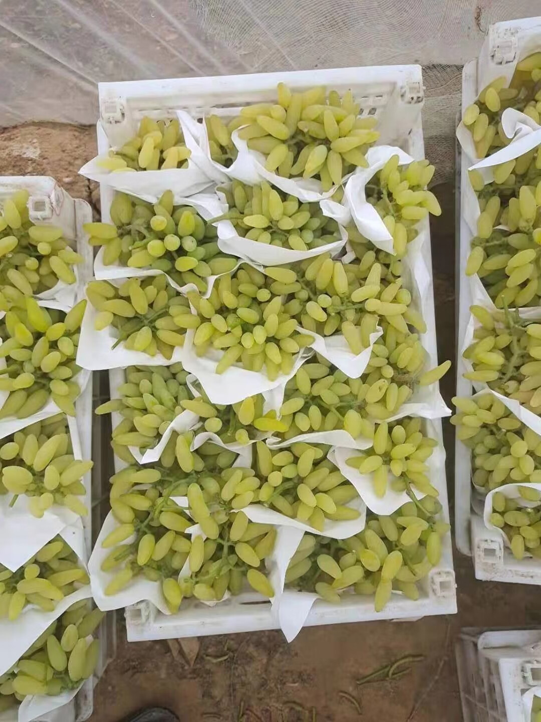 澳大利亚金手指青提新鲜当季金手指葡萄拇指青提 精选2斤装