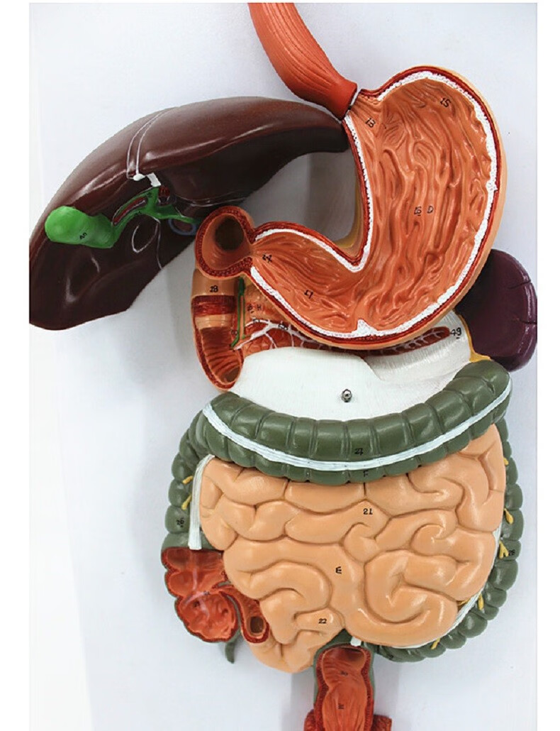人体消化系统模型内脏器官解剖心脏鼻咽喉肠胃医院学校用教学教具