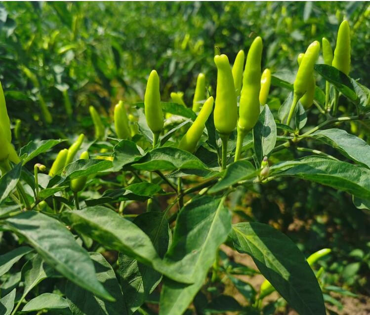 广西小米椒白米辣椒3斤新鲜青辣椒野山椒朝天椒