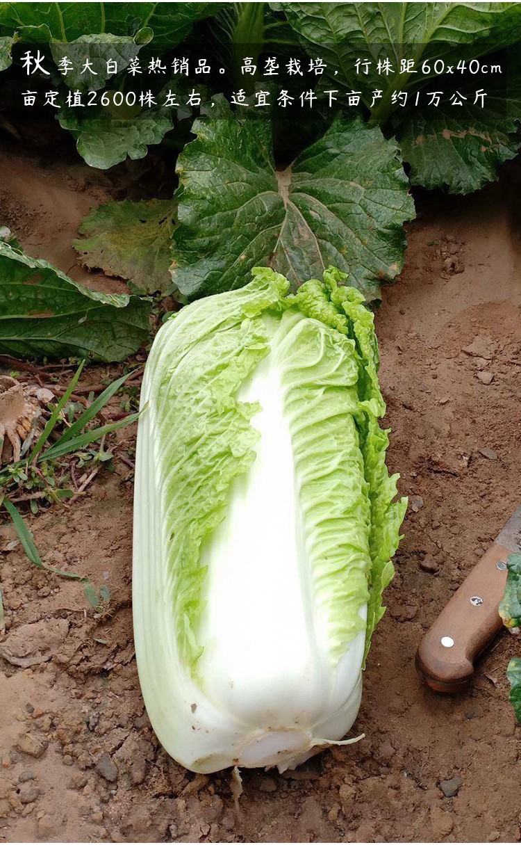 寿禾 北京新3三号大白菜种子奶白菜夏季四季小白菜黄心农科院山东胶州