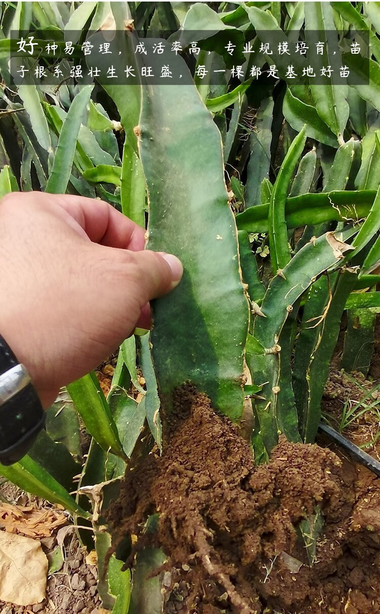 火龙果苗正宗大苗盆栽水果红心黄皮白心双色树苗果苗 红皮红心火龙果