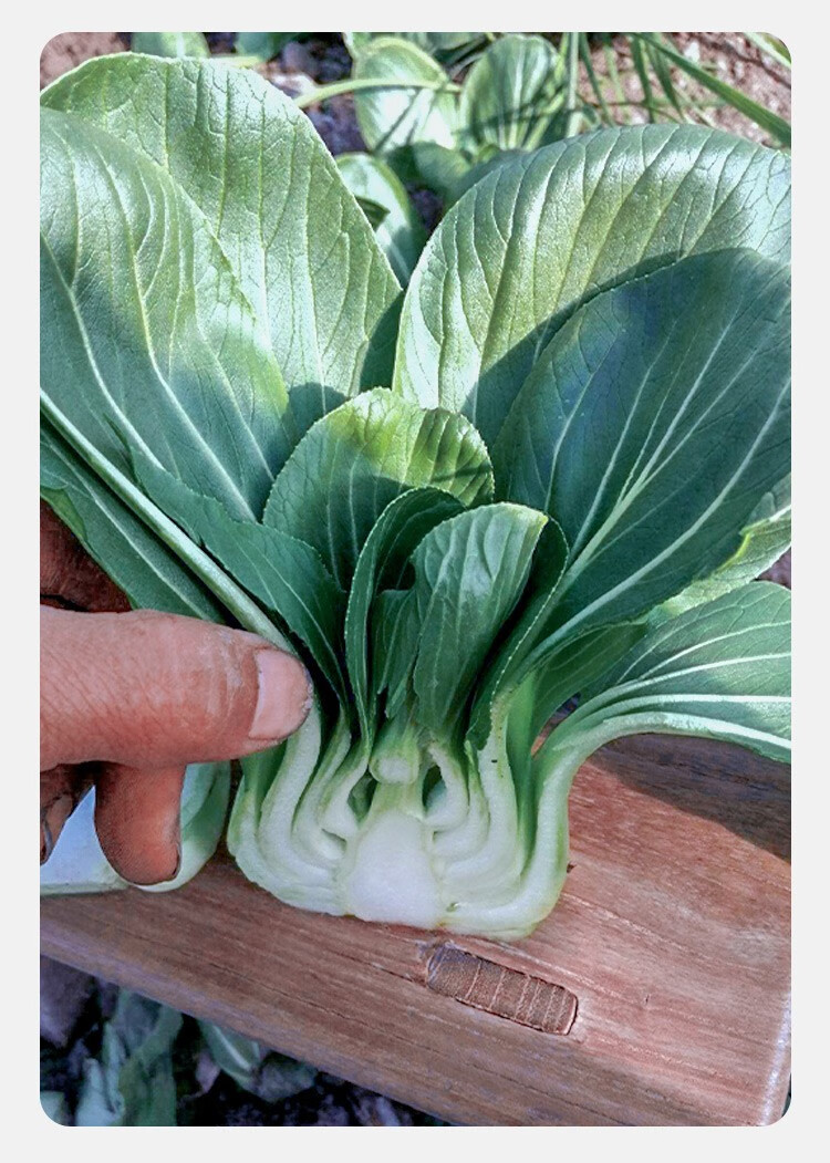 农之子 矮脚苏州青油菜种子矮箕黑叶蔬菜特矮苏州青菜种 苏冠221种子