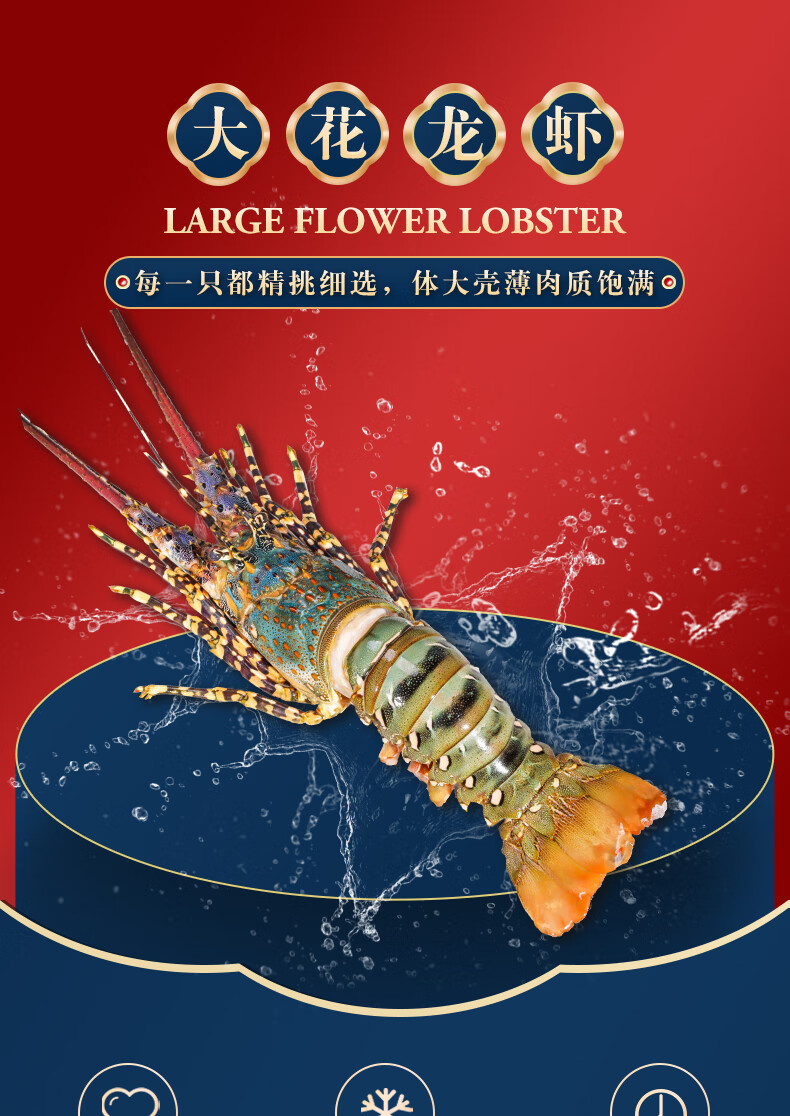 福建东山岛花龙虾海捕特大龙虾海鲜鲜活速冻水产青龙虾深水虾超大年货