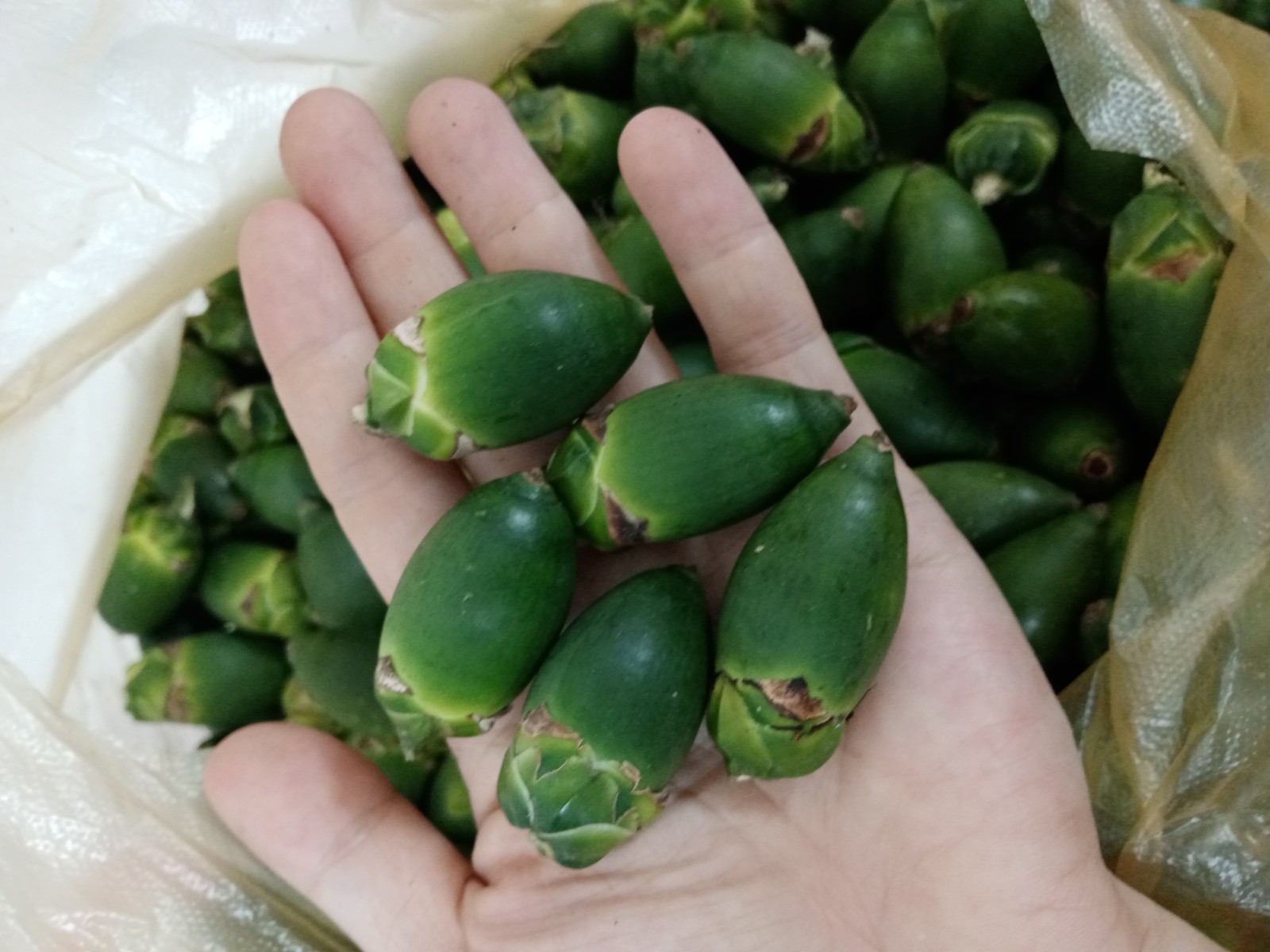 源外【顺丰空运】海南青槟榔生果新鲜槟榔现摘500g散装生槟榔青果 甜