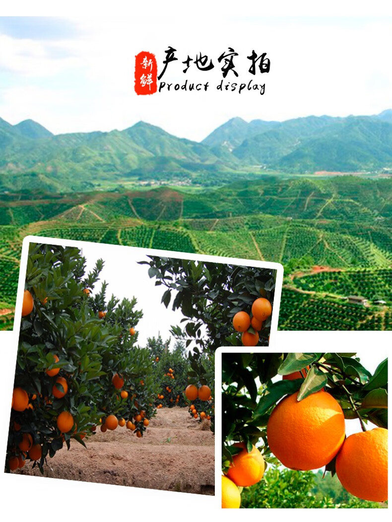 美国新奇士黑标橙3107橙子脐橙sunkist进口橙45斤甜橙时令水果新鲜甜