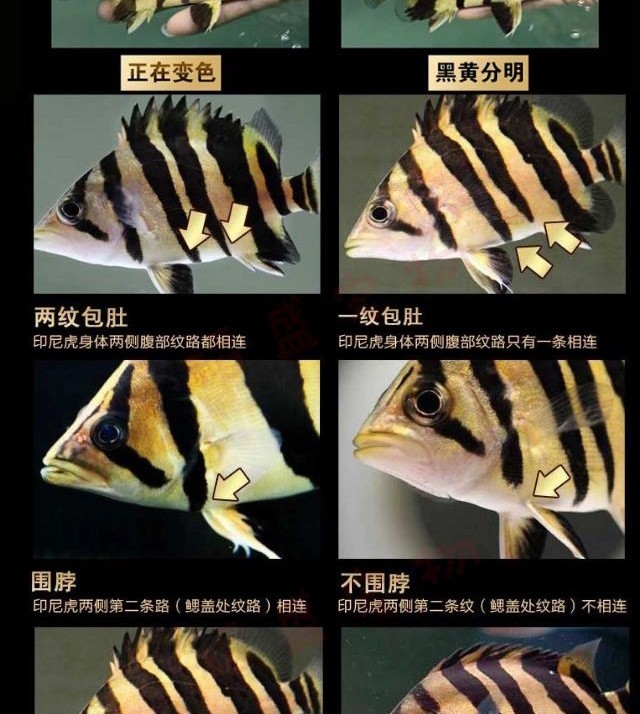 double yellow虎鱼活体 苏门答腊泰国虎鱼三纹虎四纹泰