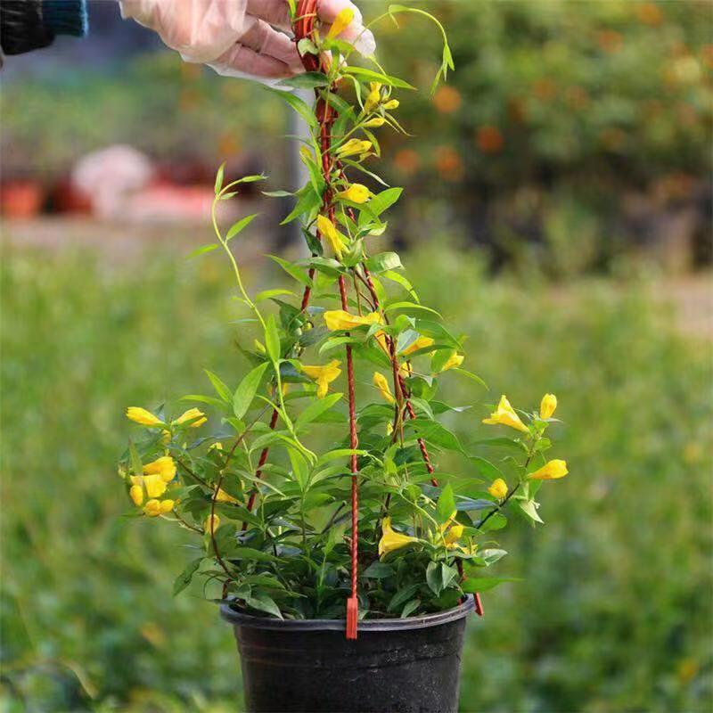 法国香水藤盆栽室内花卉飘香藤庭院爬藤藤蔓植物四季开花绿植香水藤大