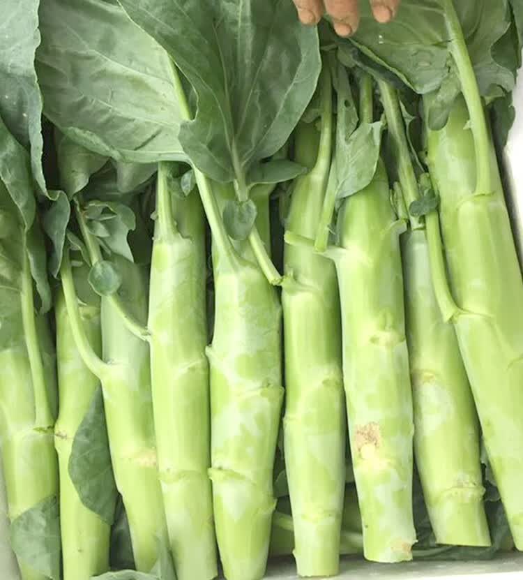 神禾 鸡腿芥兰菜种子芥蓝四季青菜种籽 南极星甜脆芥兰种子5g/袋