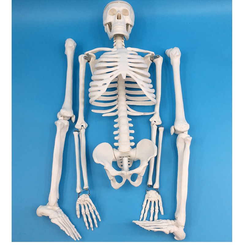 85cm人体骨骼模型全身骨架人体模型小骷髅教学模型人体脊柱模型仿真