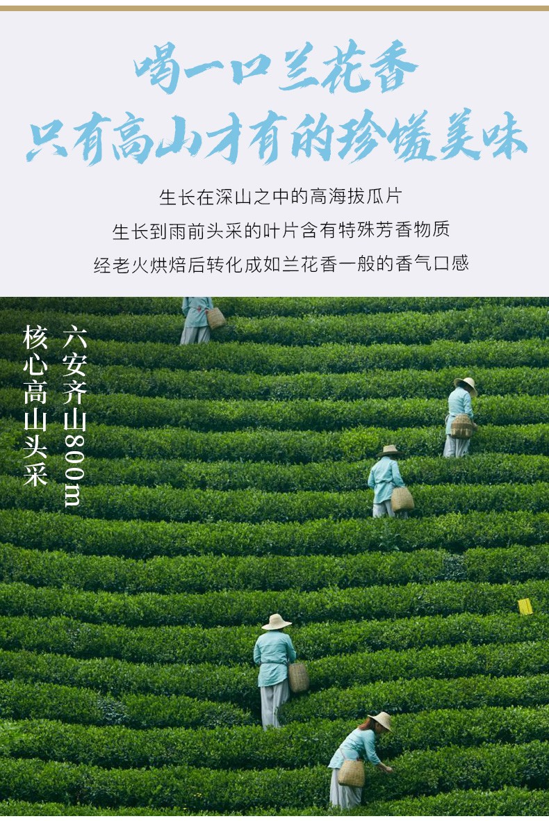 2021新茶上市徽六精品潜香5000六安瓜片3g2品鉴装