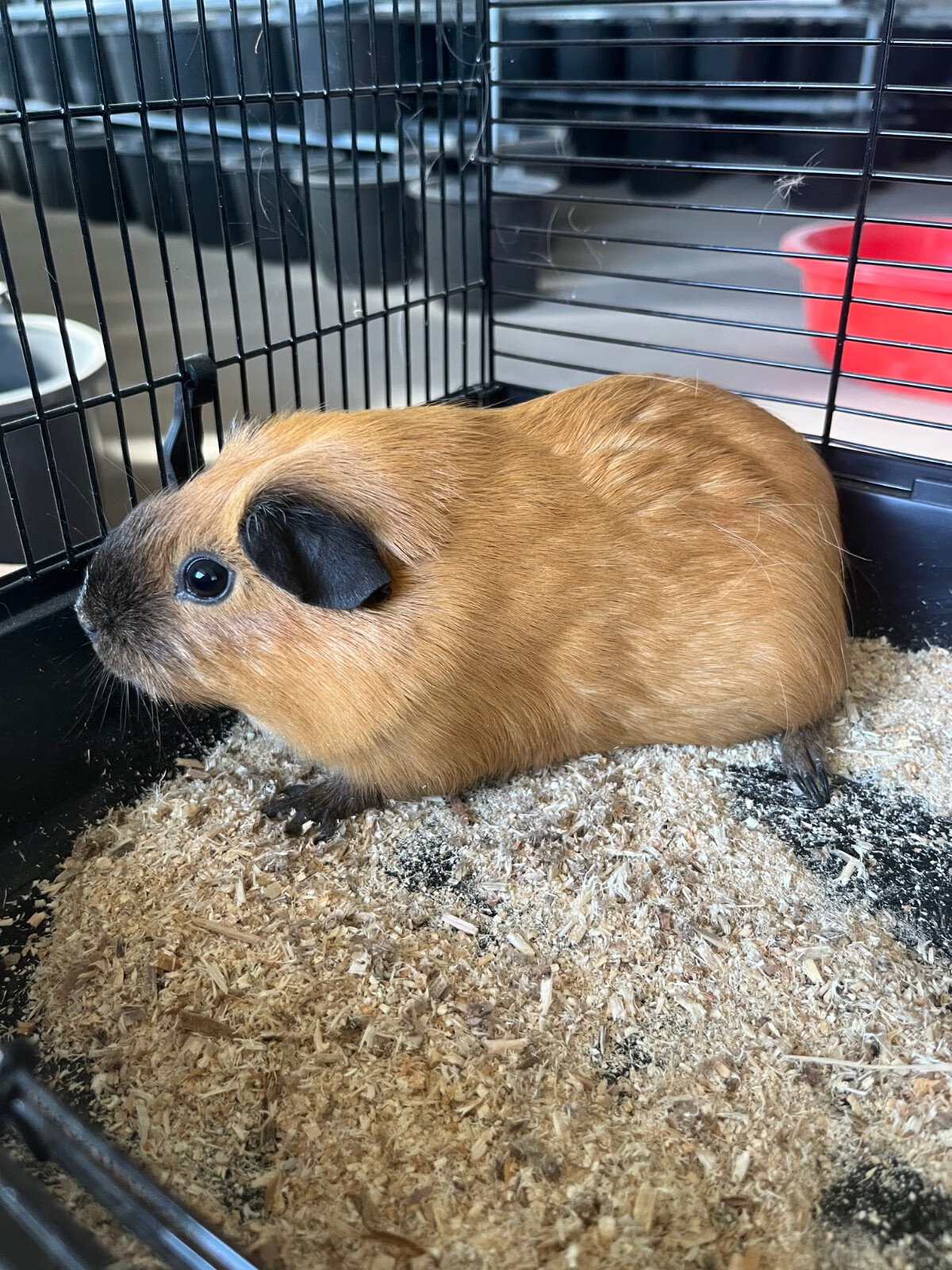 灵狐之家 加州荷兰猪活体宠物豚鼠各种颜色卷毛包子脸缎毛宠物猪荷兰